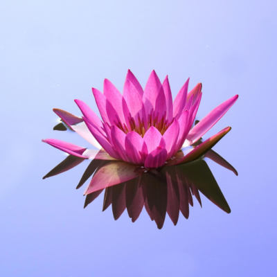 ¿Qué es Wellness? 8 ideas para incluirlo en tu día a día
